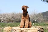 AIREDALE TERRIER 205